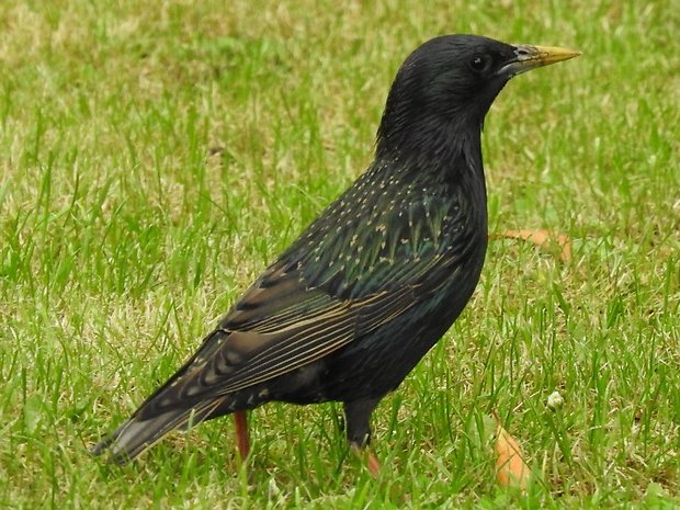 škorec lesklý Sturnus vulgaris