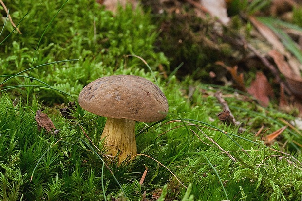 suchohríb Xerocomus sp.