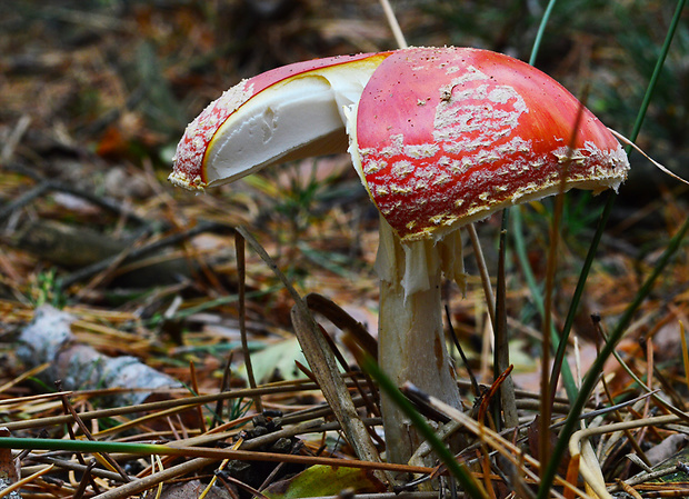 muchotrávka červená Amanita muscaria (L.) Lam.