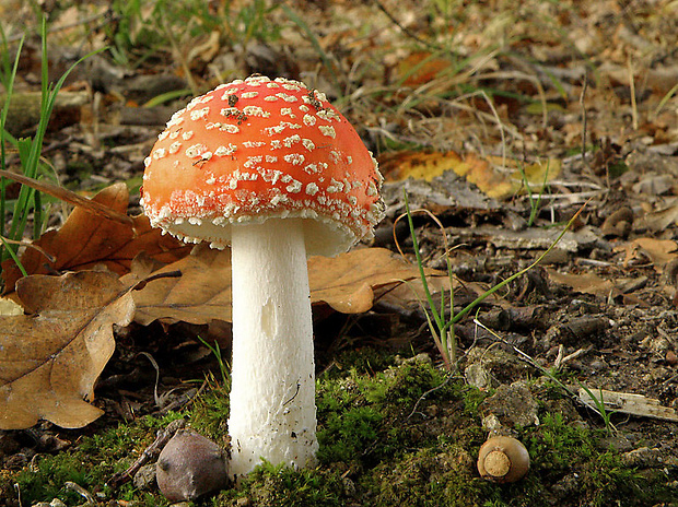 muchotrávka červená Amanita muscaria (L.) Lam.