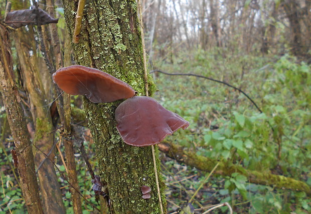 uchovec bazový Auricularia auricula-judae (Bull.) Quél.