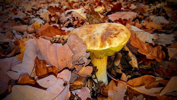 hríb smrekový Boletus edulis Bull.