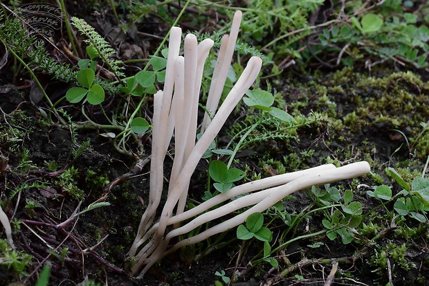 kyjačik Clavaria tenuipes Berk. & Broome