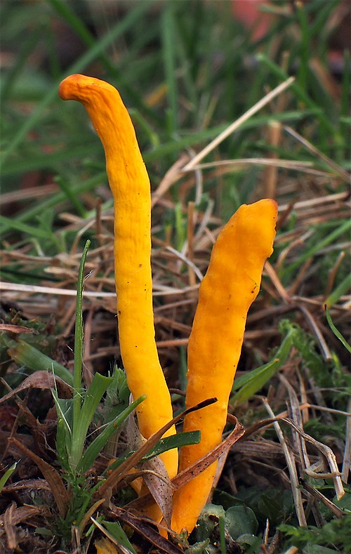 pakonárovka? Clavulinopsis sp.