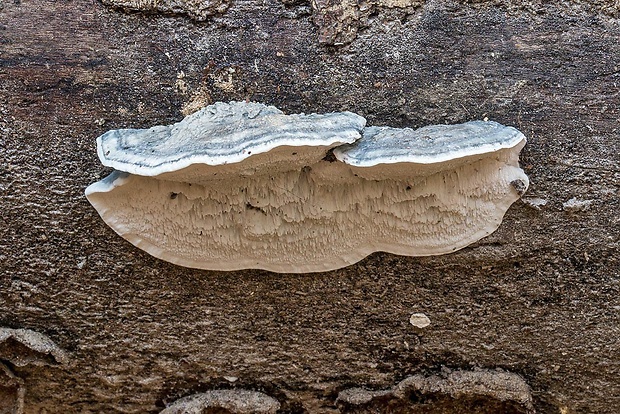 šťavnatec jelšový Cyanosporus alni (Niemelä & Vampola) B.K. Cui, L.L. Shen & Y.C. Dai