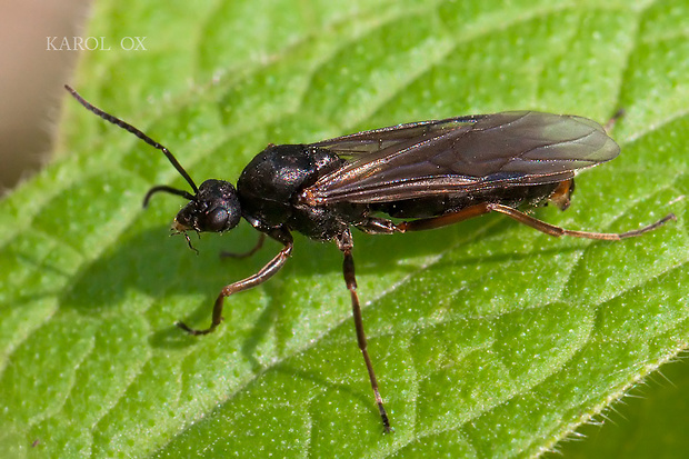 mravec otročiaci Formica fusca (cf.)