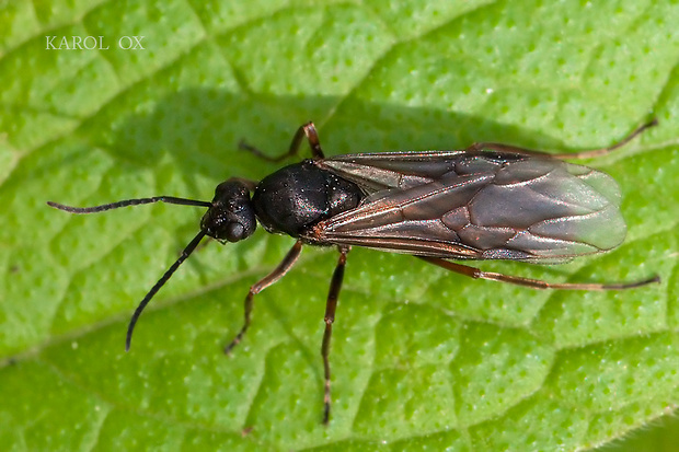 mravec otročiaci Formica fusca (cf.)