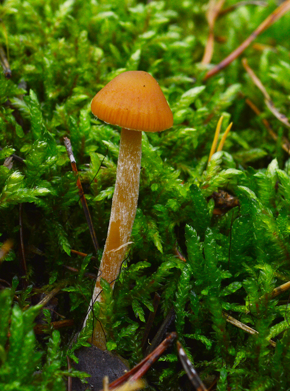 kapucňovka Galerina sp.