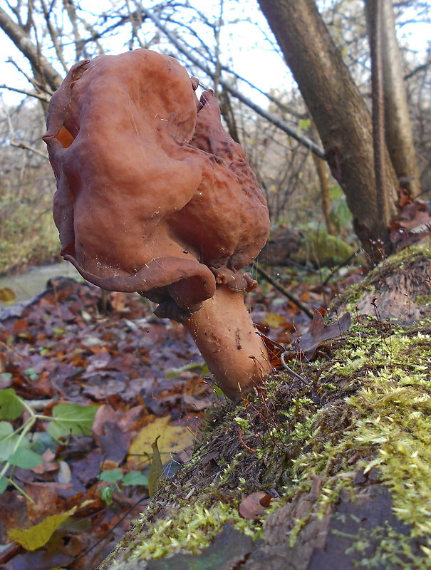 ušiak mitrovitý Gyromitra infula (Schaeff.) Quél.