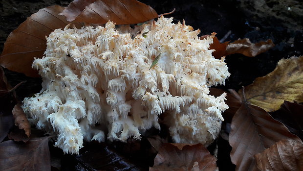 koralovec bukový Hericium coralloides (Scop.) Pers.