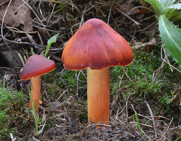 lúčnica granátovočervená Hygrocybe punicea (Fr.) P. Kumm.