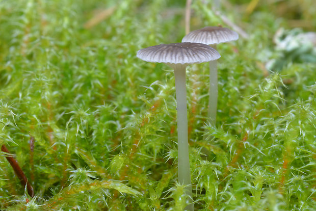 prilbička sivolupeňová Mycena aetites (Fr.) Quél.