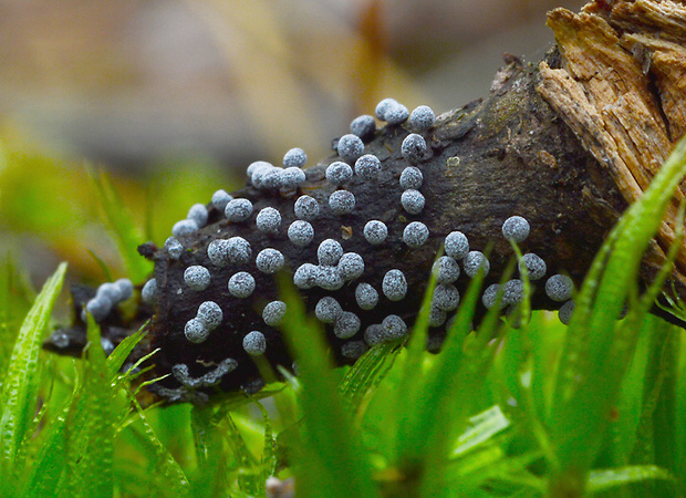 vápnikovec Physarum sp.