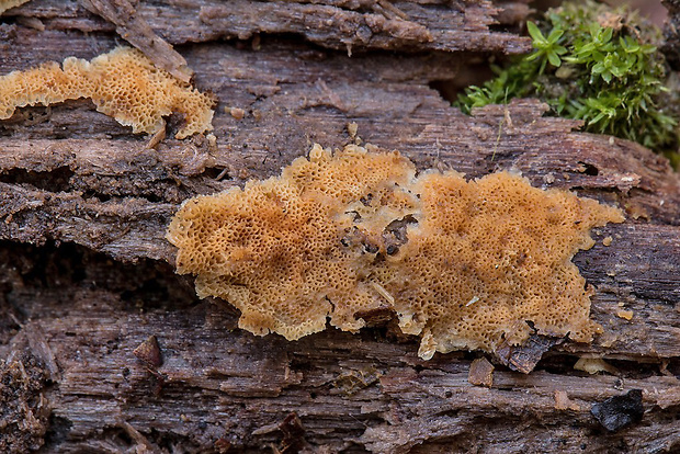 pórnatec sklovitý Physisporinus vitreus (Pers.) P. Karst.