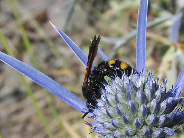 žahalka šestiskvrnná Scolia sexmaculata