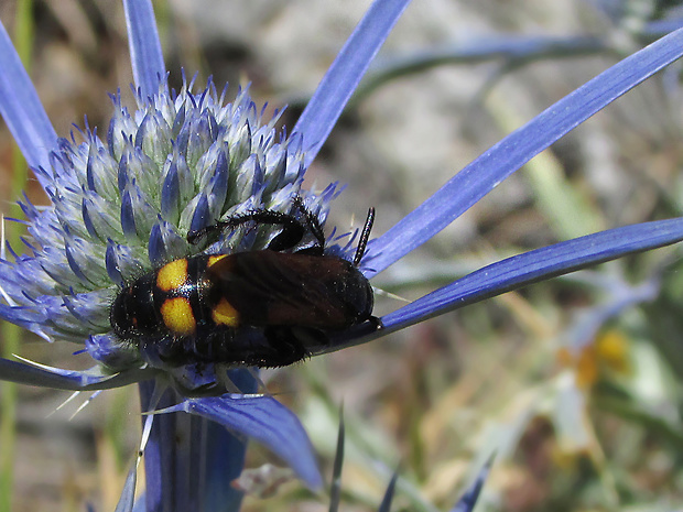 žahalka šestiskvrnná Scolia sexmaculata