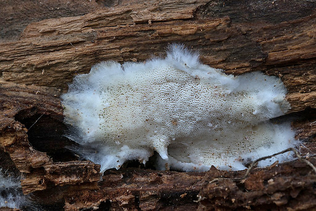 trúdnikovček rozliaty Antrodia gossypium (Speg.) Ryvarden