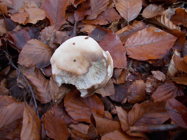 hríb smrekový Boletus edulis Bull.