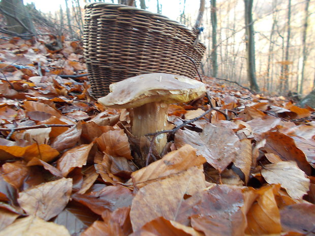 hríb smrekový Boletus edulis Bull.