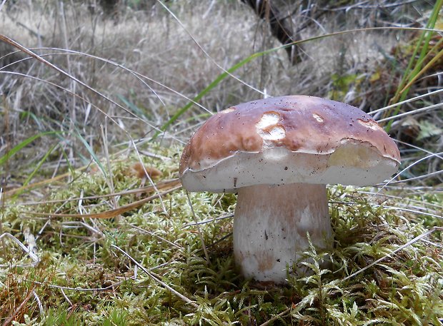 hríb smrekový Boletus edulis Bull.