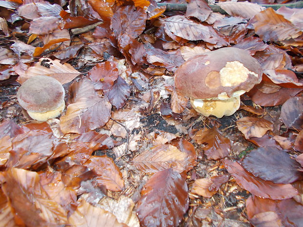 hríb sosnový Boletus pinophilus Pil. et Dermek in Pil.