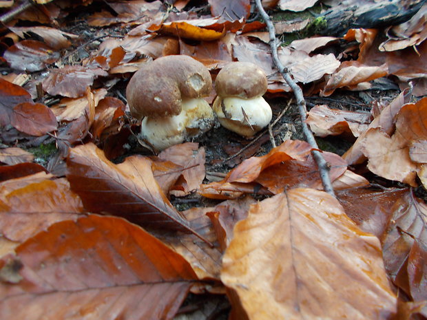 hríb sosnový Boletus pinophilus Pil. et Dermek in Pil.