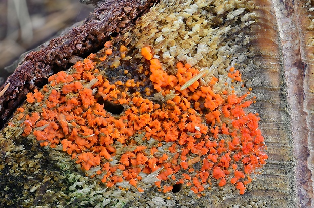 slzovec Dacrymyces sp.