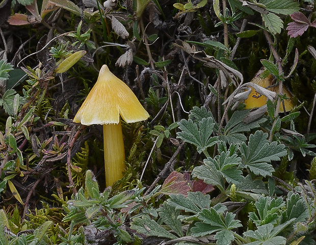 lúčnica hrotitá Hygrocybe acutoconica (Clem.) Singer