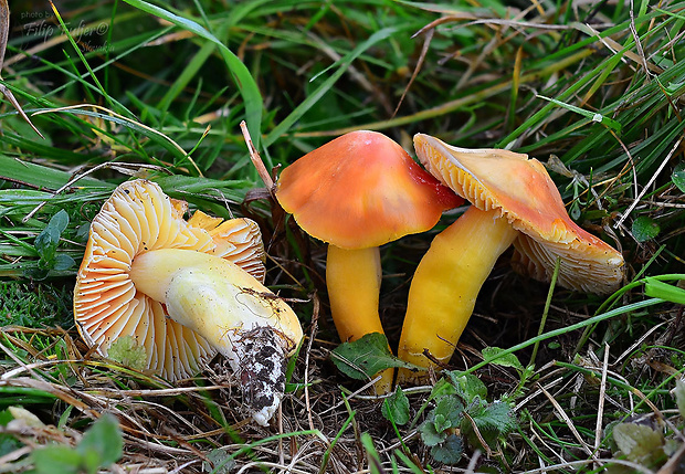 lúčnica oranžová Hygrocybe aurantiosplendens R. Haller Aar.