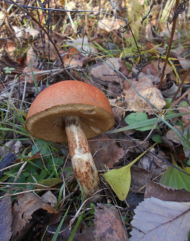 kozák dubový Leccinum aurantiacum (Bull.) Gray