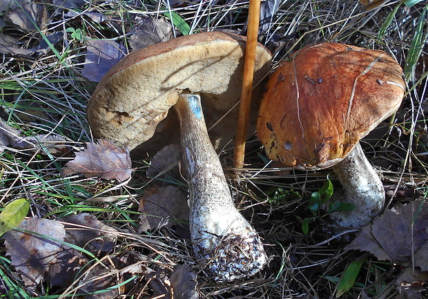 kozák žltooranžový Leccinum versipelle (Fr. & Hök) Snell