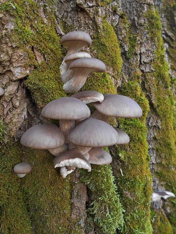 hliva ustricovitá Pleurotus ostreatus (Jacq.) P. Kumm.