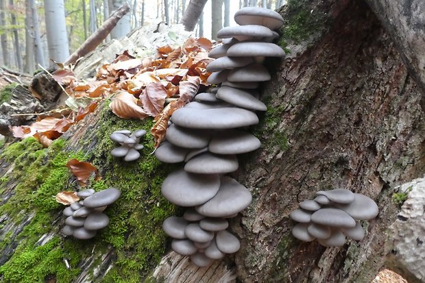 hliva ustricovitá Pleurotus ostreatus (Jacq.) P. Kumm.