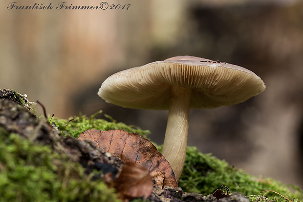 štítovka jelenia Pluteus cervinus (Schaeff.) P. Kumm.