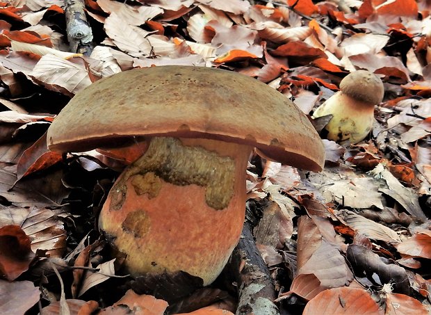 hríb zrnitohlúbikový Sutorius luridiformis (Rostk.) G. Wu & Zhu L. Yang