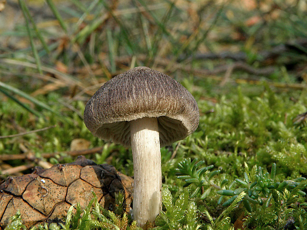 čírovka zemná Tricholoma terreum (Schaeff.) P. Kumm.