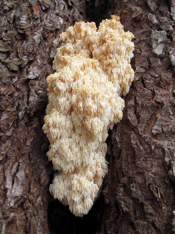 koralovec jedľový Hericium alpestre Pers.