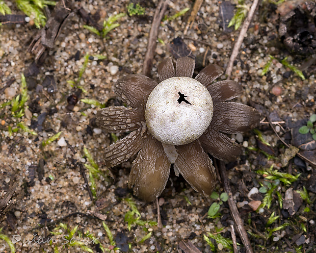 hviezdovec vlahojavný Astraeus hygrometricus (Pers.) Morgan