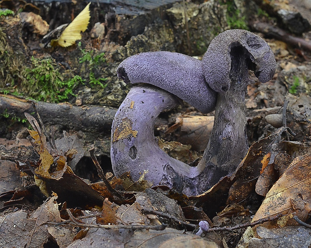 pavučinovec Cortinarius sp.