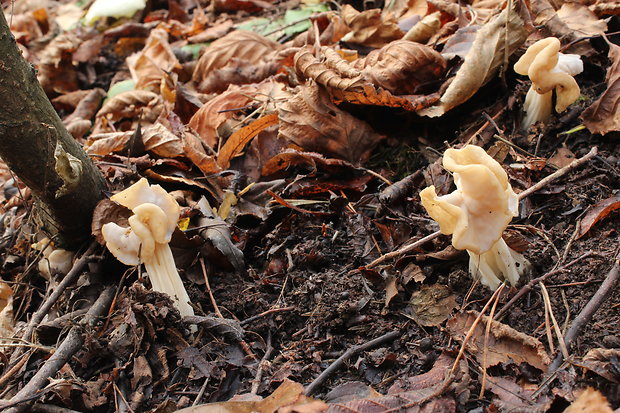 chriapač kučeravý Helvella crispa (Scop.) Fr.