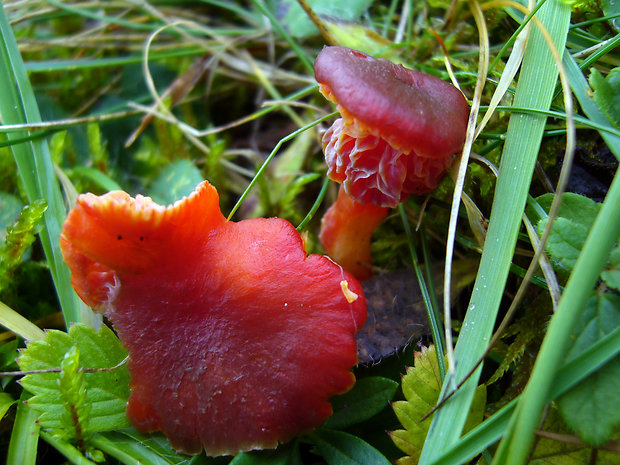 lúčnica hnednúca Hygrocybe phaeococcinea (Arnolds) Bon