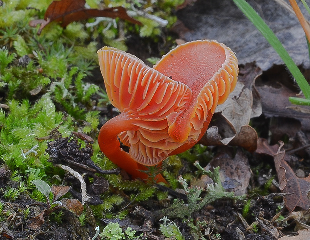 lúčnica Hygrocybe sp.