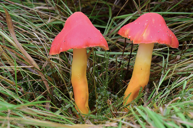 lúčnica nádherná Hygrocybe splendidissima (P.D. Orton) M.M. Moser