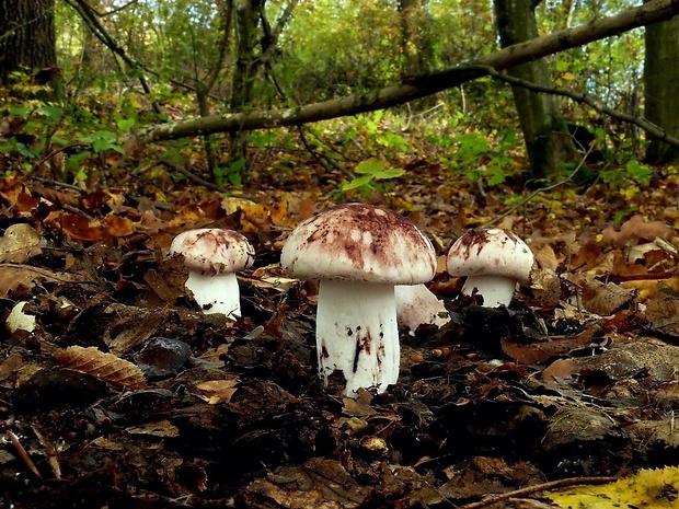 šťavnačka plávkovitá Hygrophorus russula (Schaeff.) Kauffman