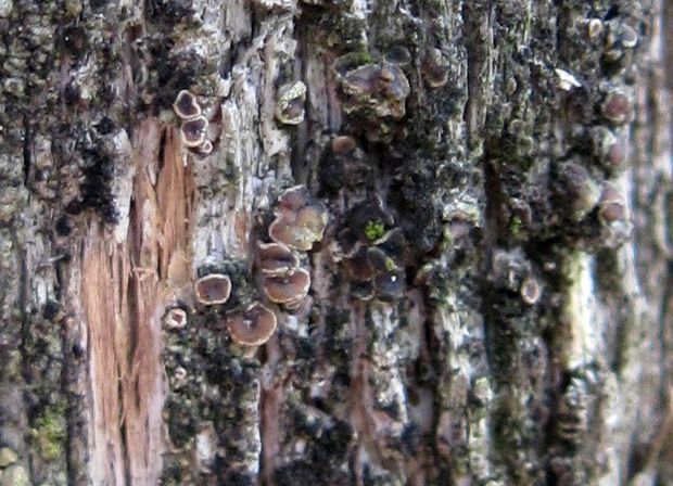 lekanora Lecanora varia (Hoffm.) Ach.