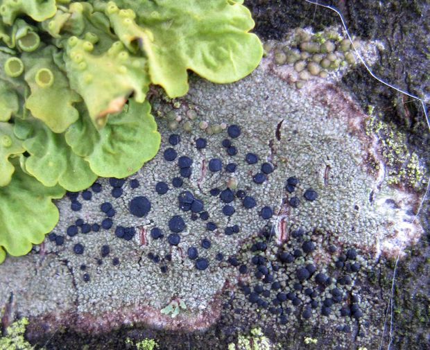 šáločka olivová Lecidella elaeochroma f. elaeochroma (Ach.) M. Choisy