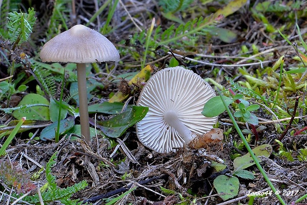 prilbička Mycena sp.