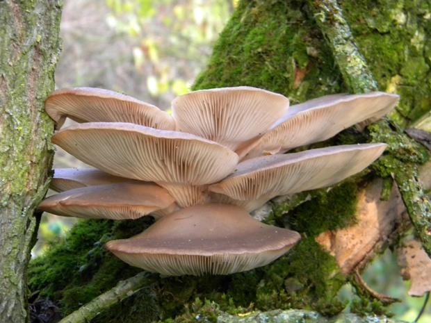 hliva ustricovitá Pleurotus ostreatus (Jacq.) P. Kumm.