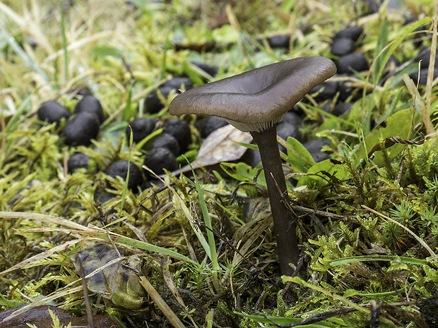 strmulica čiaškovitá Pseudoclitocybe cyathiformis (Bull.) Singer