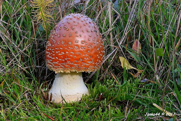 muchotrávka červená Amanita muscaria (L.) Lam.